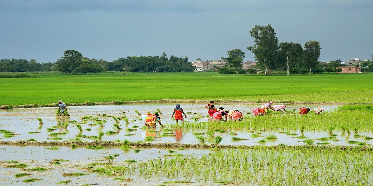 Paddy farming Terai