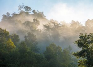 Foggy forest