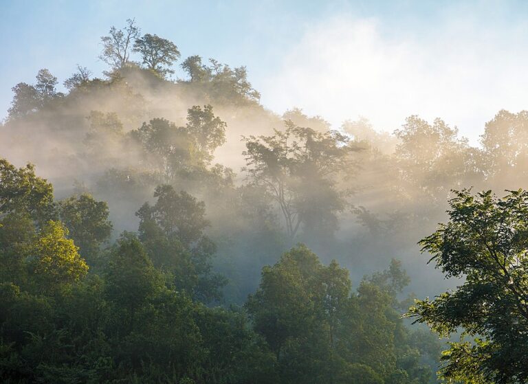 Foggy forest