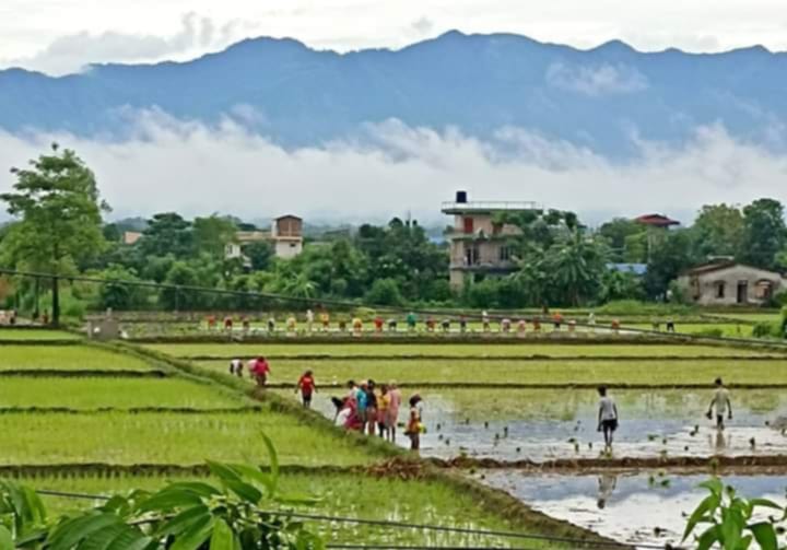 Rice Paddy