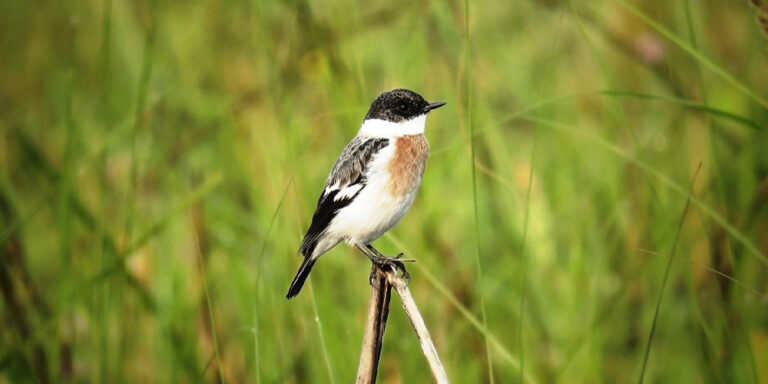 Shuklfat Bird