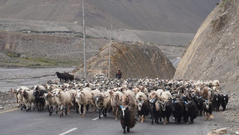 Himali Goat