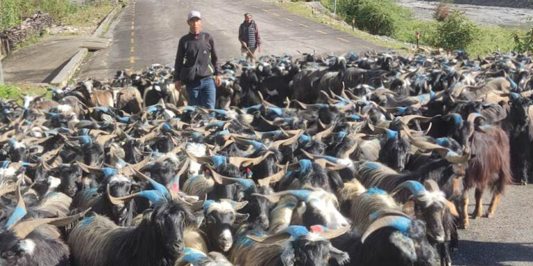 Himali Goat