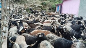 Himali Goat