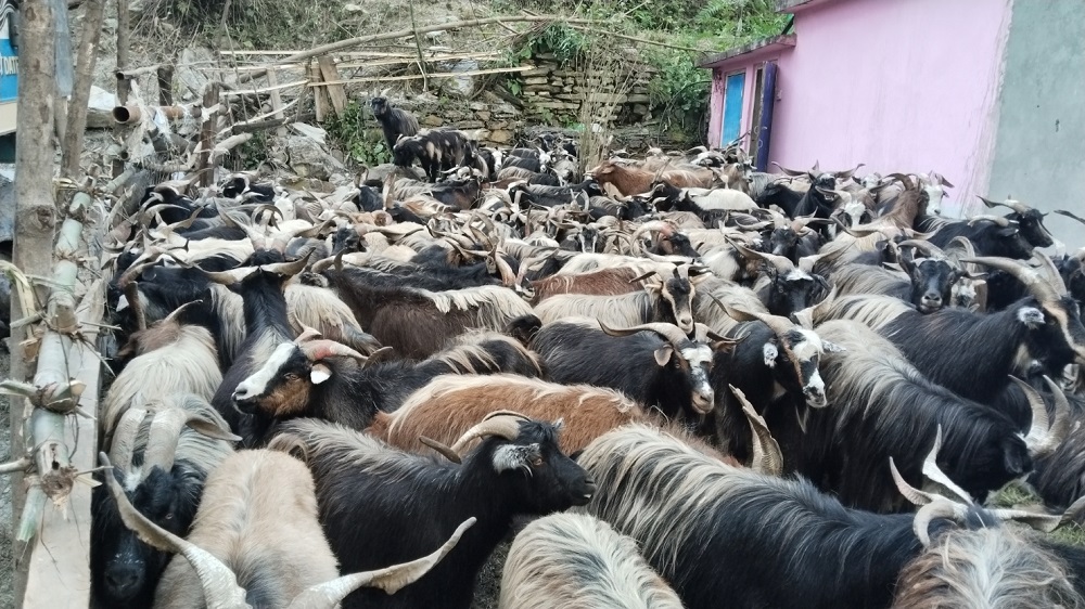 Himali Goat