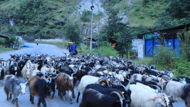 Himali Goat