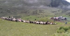 (रानी खर्कका पाटनमा चर्दै गरेका भेडाको बथान । तस्बिर : राजन रावत)