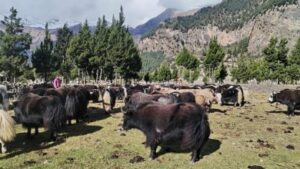 Mustang migration