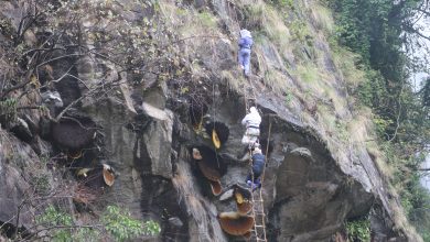 honey hunting