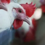 Birdflu