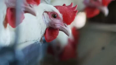 38,000 chickens destroyed in Chitwan after bird flu confirmed