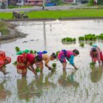 Paddy planting