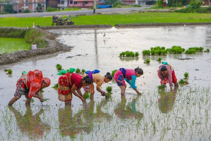Paddy planting