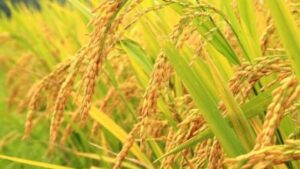 Rice