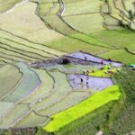 Rice Paddy