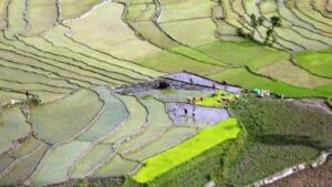 Rice Paddy