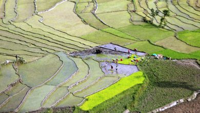 Rice Paddy