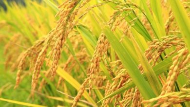 Rice
