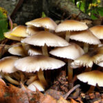 Wild mushroom