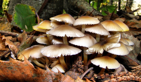 Wild mushroom