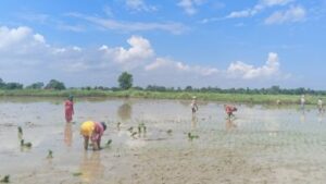 Banke Paddy