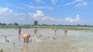 Banke Paddy