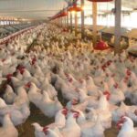 Bird Flu
