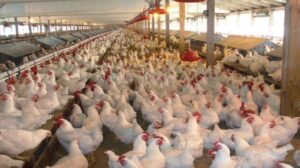 Bird Flu