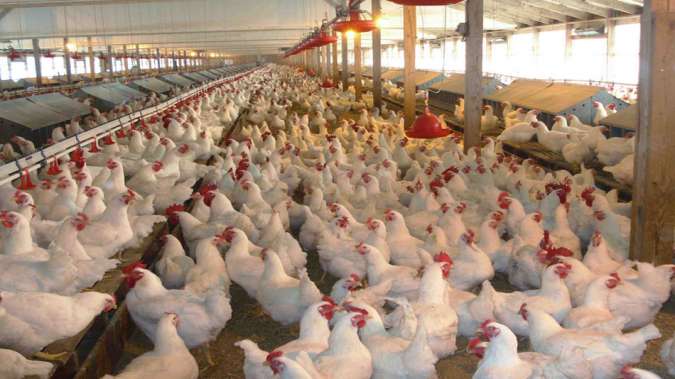 Bird Flu