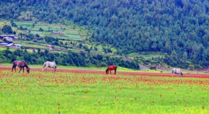 Dhorpatan
