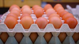Egg