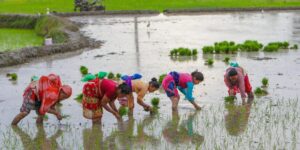 Paddy Farming Lamjung