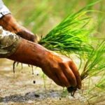 Paddy farming