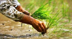 Paddy farming