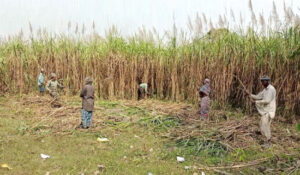 Sugar Can farming