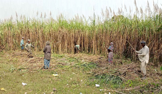 Sugar Can farming
