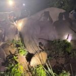 (चितवन राष्ट्रिय निकुञ्जले जङ्गली हात्ती ‘ध्रुवे’लाई ‘रेडियो कलर’ जडान गरेको छ । फोटो: रासस)