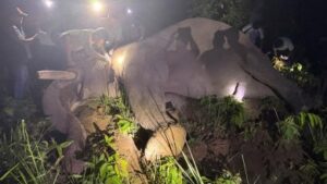 (चितवन राष्ट्रिय निकुञ्जले जङ्गली हात्ती ‘ध्रुवे’लाई ‘रेडियो कलर’ जडान गरेको छ । फोटो: रासस)
