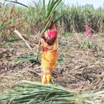 sugarcane