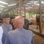 Buffalo farming