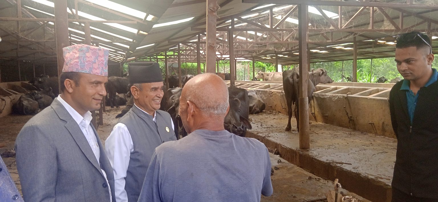 Buffalo farming