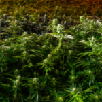 Marijuana