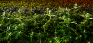 Marijuana