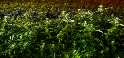 Marijuana
