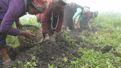 Myagdi Potato