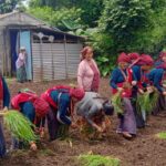 Second millet planting festival