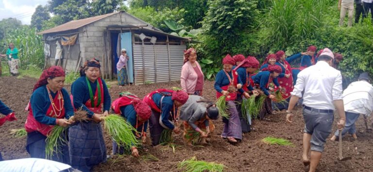 Second millet planting festival