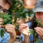 California’s legal cannabis