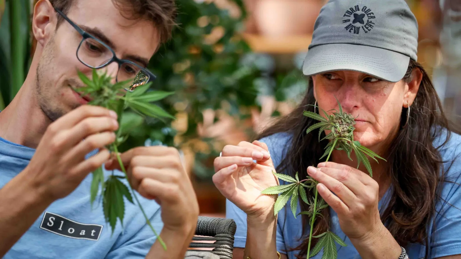 California’s legal cannabis