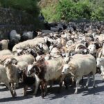 Himali Goat